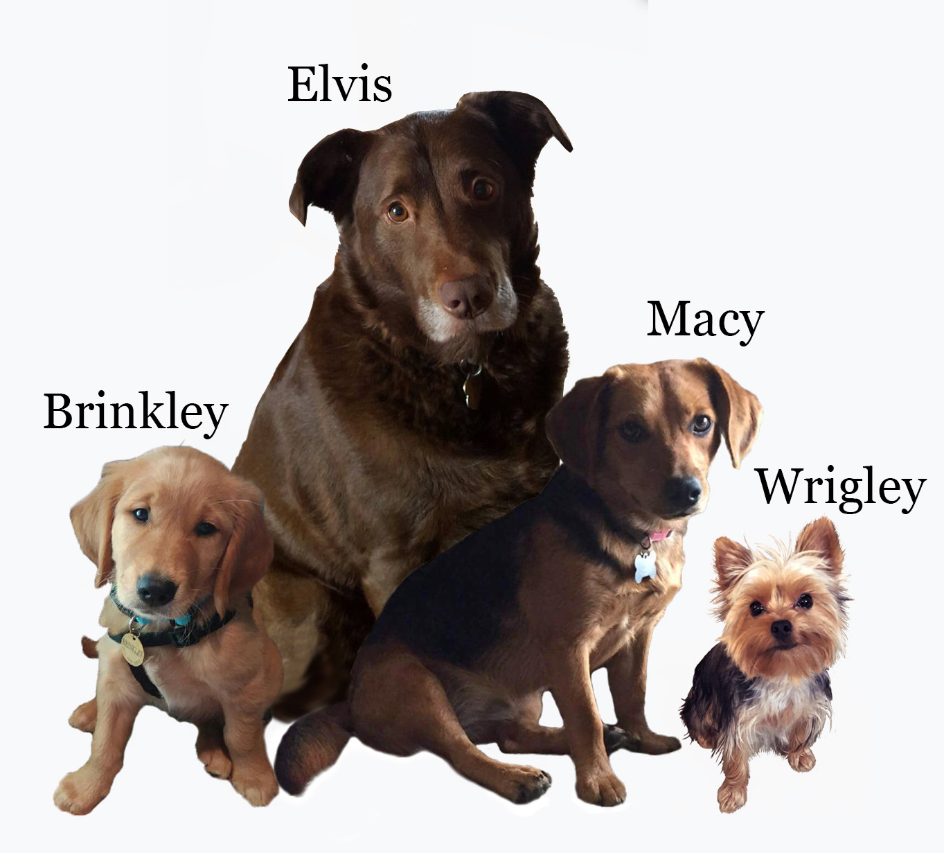 The Referral Dogs